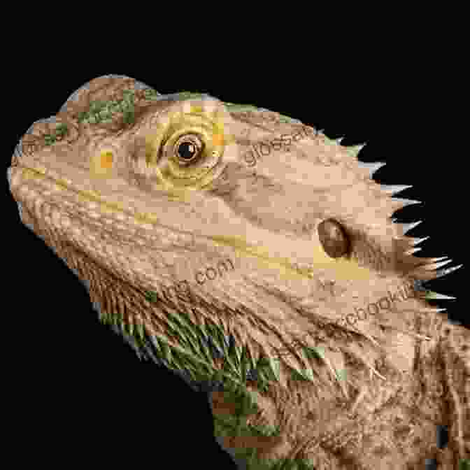 A Bearded Dragon Posing, Showcasing Its Striking Scales And Beard. Fun Leopard Gecko And Bearded Dragon Facts For Kids 9 12 (Fun Animal Facts For Kids)