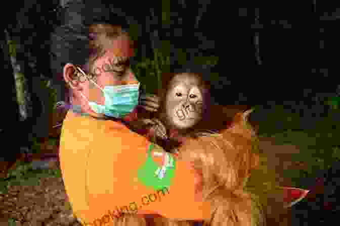 A Conservationist Works To Protect Orangutan Habitat Chimpanzee Memoirs: Stories Of Studying And Saving Our Closest Living Relatives