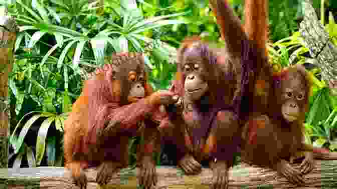 A Family Of Orangutans Rests In The Trees Chimpanzee Memoirs: Stories Of Studying And Saving Our Closest Living Relatives