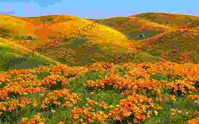 A Field Of Vibrant California Poppies, Their Golden Petals Swaying In The Breeze. The Collector: David Douglas And The Natural History Of The Northwest