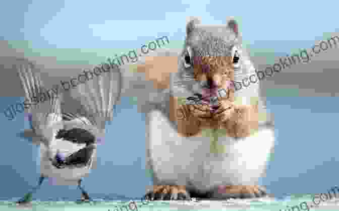 A Heartwarming Illustration Capturing The Endearing Friendship Between Bird And Squirrel Bird Squirrel All Or Nothing: A Graphic Novel (Bird Squirrel #6)