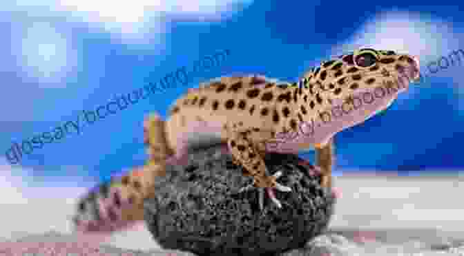 A Leopard Gecko Basking In The Sun, Showing Off Its Vibrant Patterns. Fun Leopard Gecko And Bearded Dragon Facts For Kids 9 12 (Fun Animal Facts For Kids)