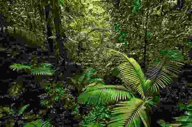 A Lush Green Rainforest With Tall Trees And Dense Vegetation A Kid S Guide To South America
