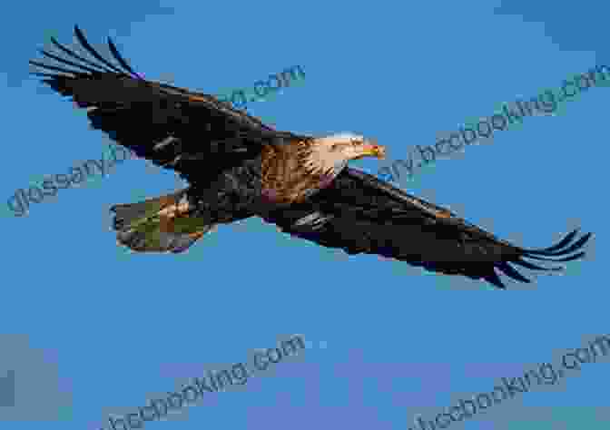 A Majestic Bald Eagle Soaring Over The Chesapeake Bay, Its Piercing Gaze Surveying The Vast Expanse Below. Chesapeake: A Novel James A Michener