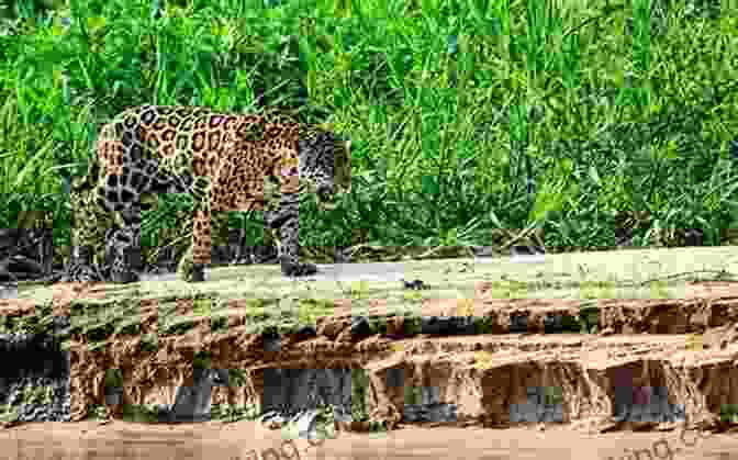 A Majestic Jaguar Prowling Through The Lush Undergrowth Of The Guatemalan Jungle. Beyond Here Be Dragons: Tales From A Jungle (Guatemala 1)