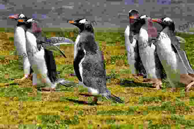 A Photograph Of A Group Of Penguins Walking On A Beach In The Falkland Islands. My Falkland Islands Life: One Family S Very British Adventure