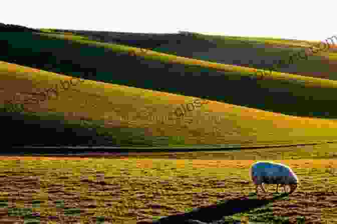 A Stunning Landscape Of Rolling Hills And Sheep, With A Lone Shepherd Standing In The Foreground. Sylvia S Farm: The Journal Of An Improbable Shepherd