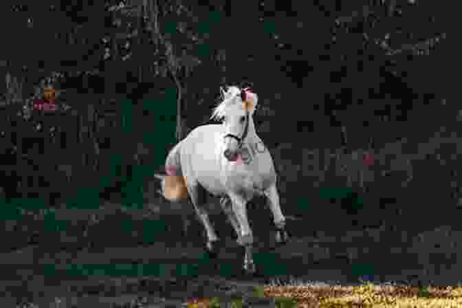 A Stunning White Horse Galloping Through A Field The Biggle Horse Book: A Concise And Practical Treatise On The Horse Adapted To The Needs Of Farmers And Others Who Have A Kindly Regard For This Noble Servitor Of Man