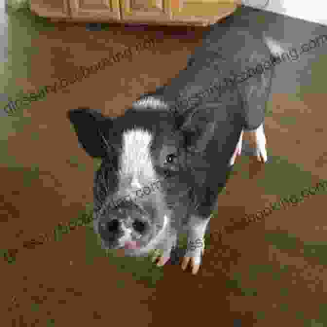 A Valiant Pig Named Lewis, Adorned In A Miniature Police Uniform, Stands Tall, Exuding Courage And Determination Lewis Rules: #2 The Guard Pig (Police Stories 1)