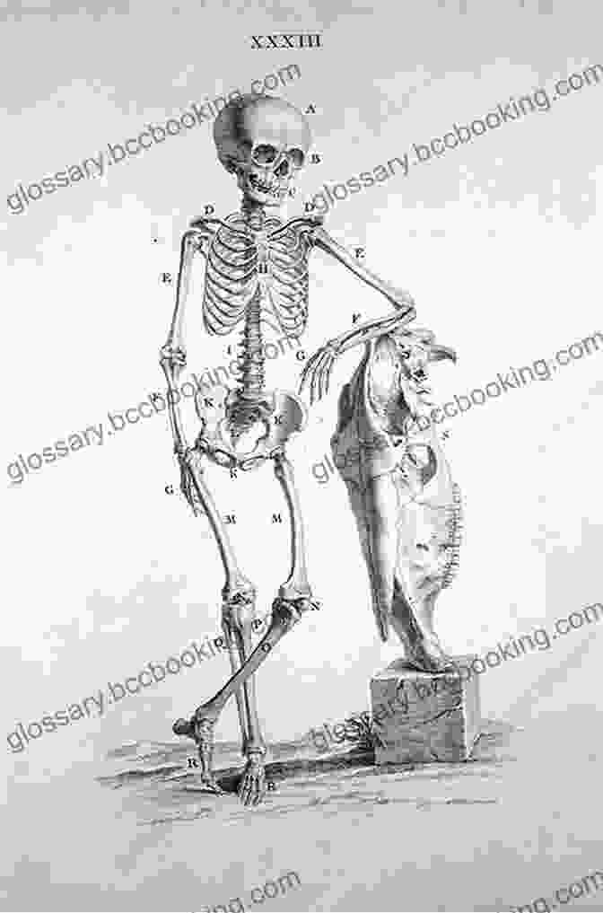 An 18th Century Illustration Of A Human Skeleton History Of Illustration Jaleen Grove