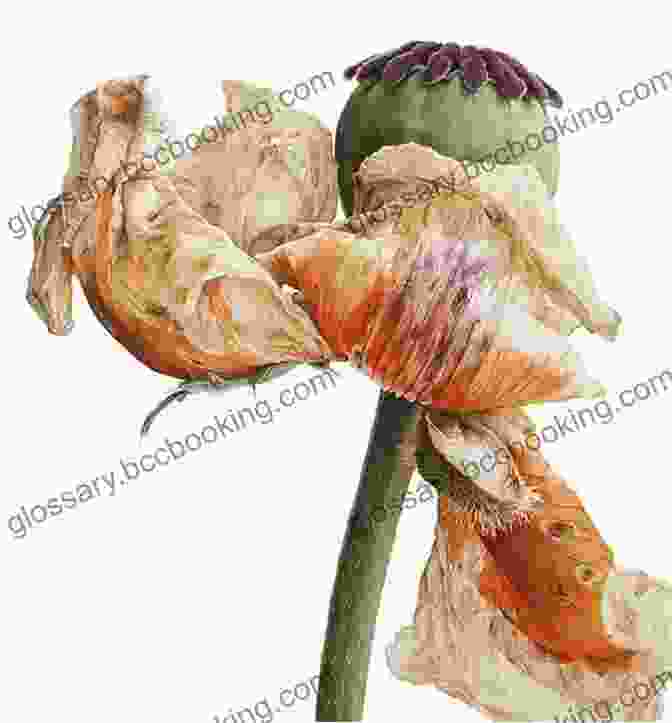 An Exquisite Botanical Illustration From The Signature Of All Things