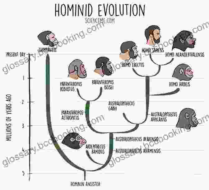 An Illustration Depicting The Evolution Of Humans From Early Hominids To Modern Humans From Eternity To Here: The Quest For The Ultimate Theory Of Time