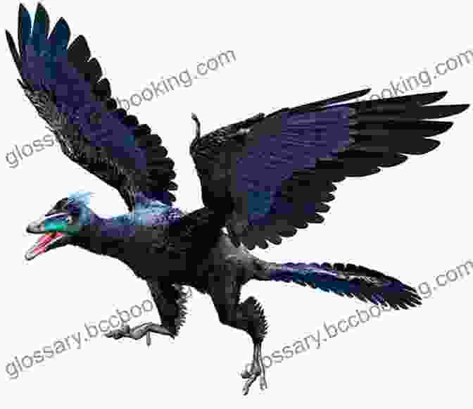 Archaeopteryx, A Primitive Bird Dinosaur With Feathers Dinosaurs: Triassic Jurassic Cretaceous Bird Dinosaurs (Dinosaur 4 Pack Picture (Vols 1 4))