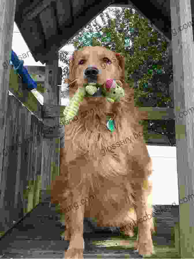 Bailey The Golden Retriever Is A Happy Dog Who Loves To Play Fetch. Bailey S Great Escape (A Cute Dog Story)
