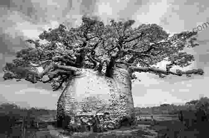 Baobab Is Big Book Cover With A Majestic Baobab Tree And A Group Of Animals Gathered Around A Baobab Is Big Jacqui Taylor