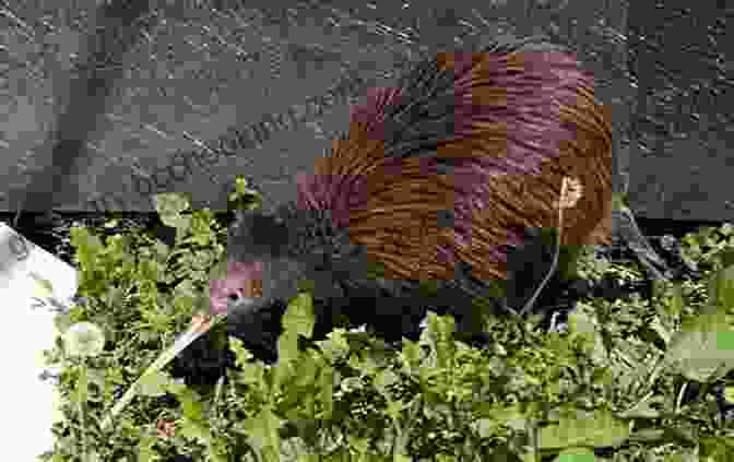 Close Up Of A Kiwi Bird The Adventures Of Kimble Bent: A Story Of Wild Life In The New Zealand Bush