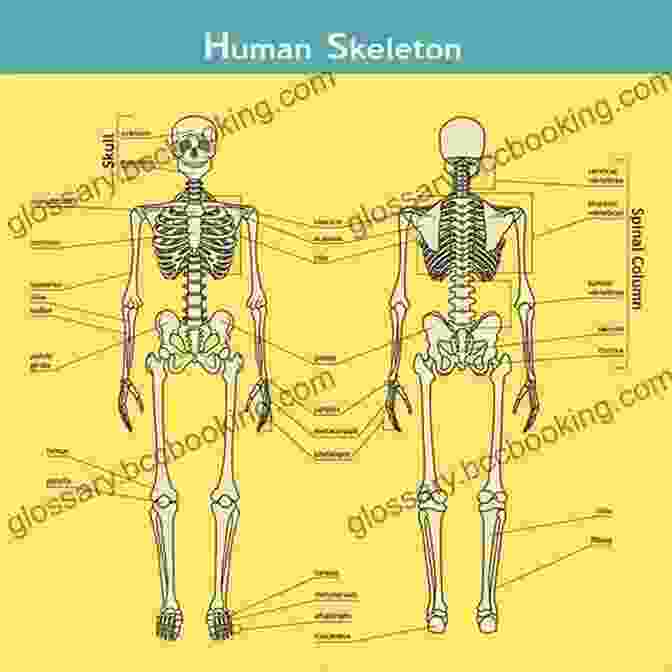 Detailed Diagram Of Human Skeleton Anatomy For Artists Made Easy (Made Easy (Art))