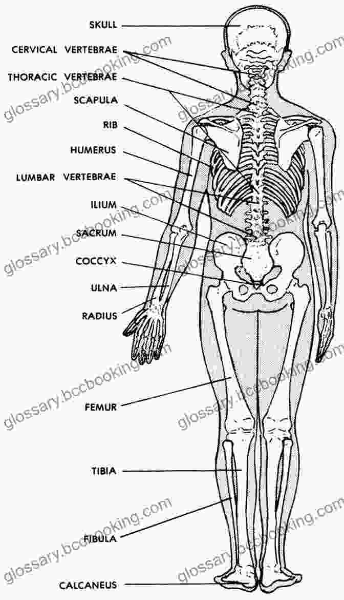 Detailed Diagram Of The Human Skeletal System Anatomical Diagrams For Art Students (Dover Art Instruction)