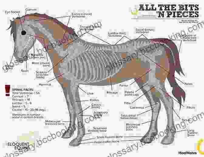 Diagram Illustrating The Anatomy Of A Horse The Biggle Horse Book: A Concise And Practical Treatise On The Horse Adapted To The Needs Of Farmers And Others Who Have A Kindly Regard For This Noble Servitor Of Man