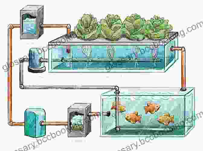 Diagram Of A Typical Gardening Aquaponics System, Including Fish Tank, Grow Beds, And Water Pump Gardening: Aquaponics 101: To A Gardening Revolution