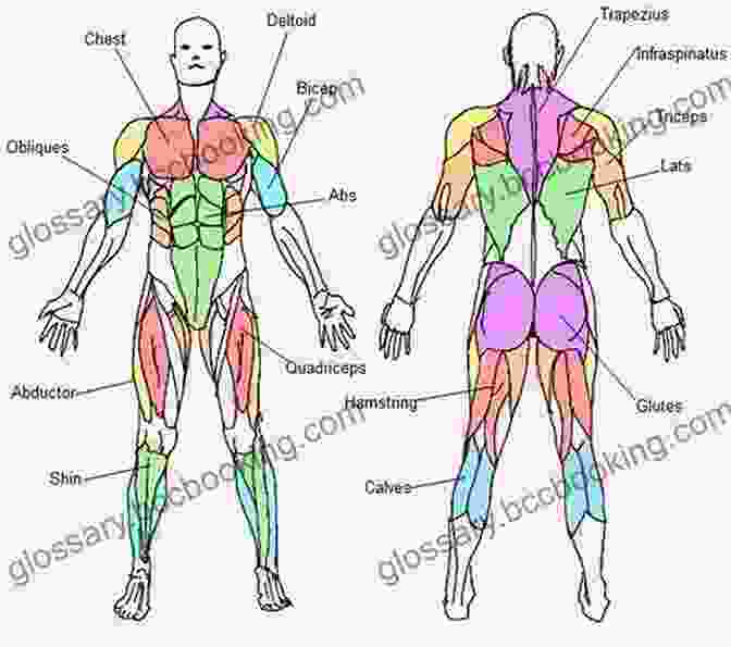 Diagram Of The Human Muscular System, Showing Muscles Responsible For Different Movements Anatomical Diagrams For Art Students (Dover Art Instruction)