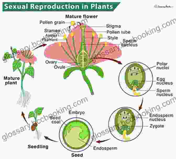 Dr. Emily Carter, Author Of 'Plants Reproduction In Plants Science' Plants : Reproduction In Plants (Science)