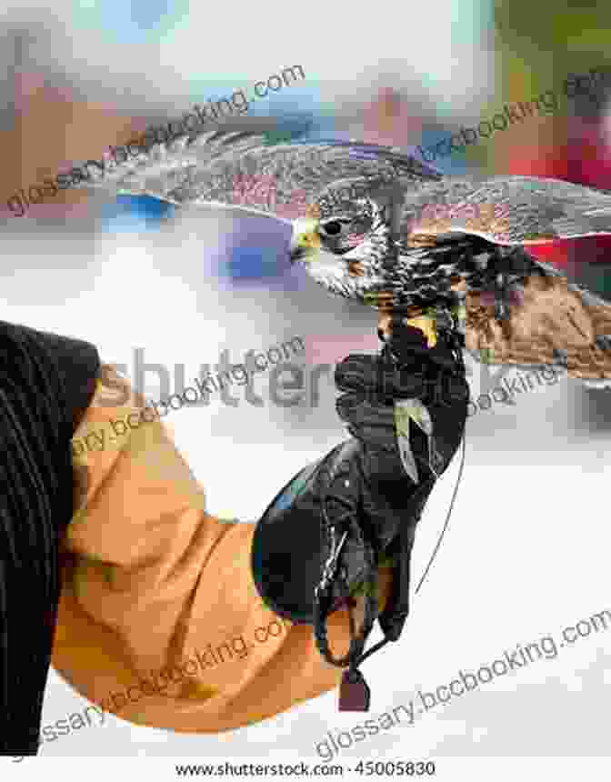 Falcon Perched On A Glove, Showcasing Its Vibrant Plumage And Piercing Gaze. Four Falconry Fundamentals Matt Mullenix