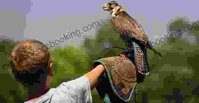 Falconer Working With A Perched Falcon, Demonstrating Proper Handling Techniques. Four Falconry Fundamentals Matt Mullenix