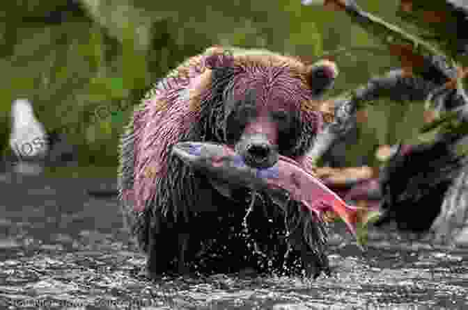 Grizzly Bear Fishing In A River In Alaska, With A Group Of Photographers Observing From A Distance Alaska Bears: Shaken And Stirred
