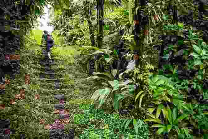 Hiker Traversing A Verdant Rainforest Trail In Dominica Dominica (Bradt Travel Guides) Paul Crask