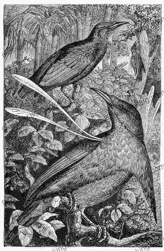 Illustration Of A Bird Of Paradise From Alfred Russel Wallace's Natural History: A Selection (Classics)