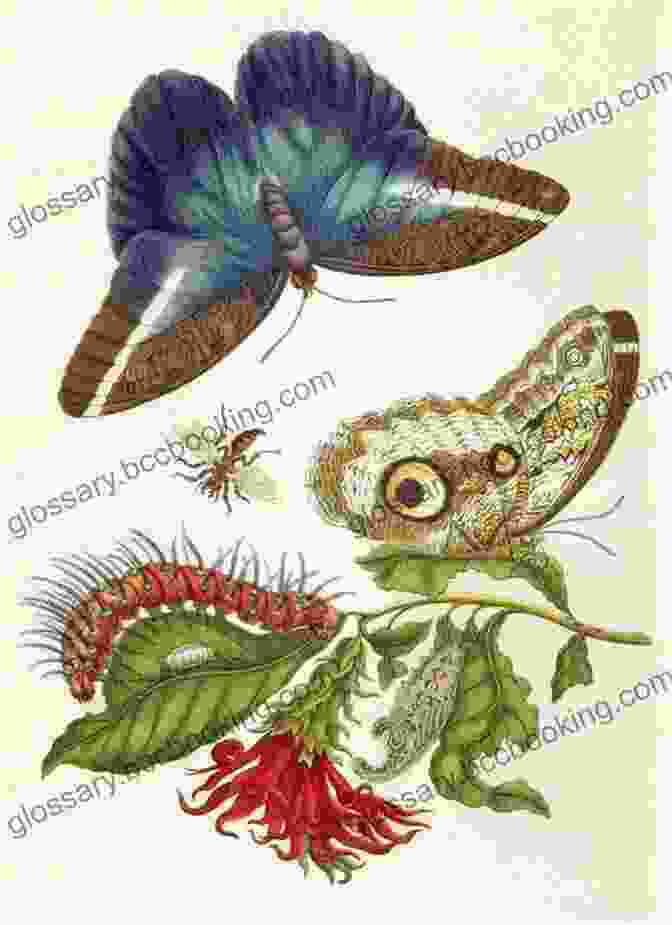Illustration Of A Caterpillar By Maria Sibylla Merian Natural History: A Selection (Classics)
