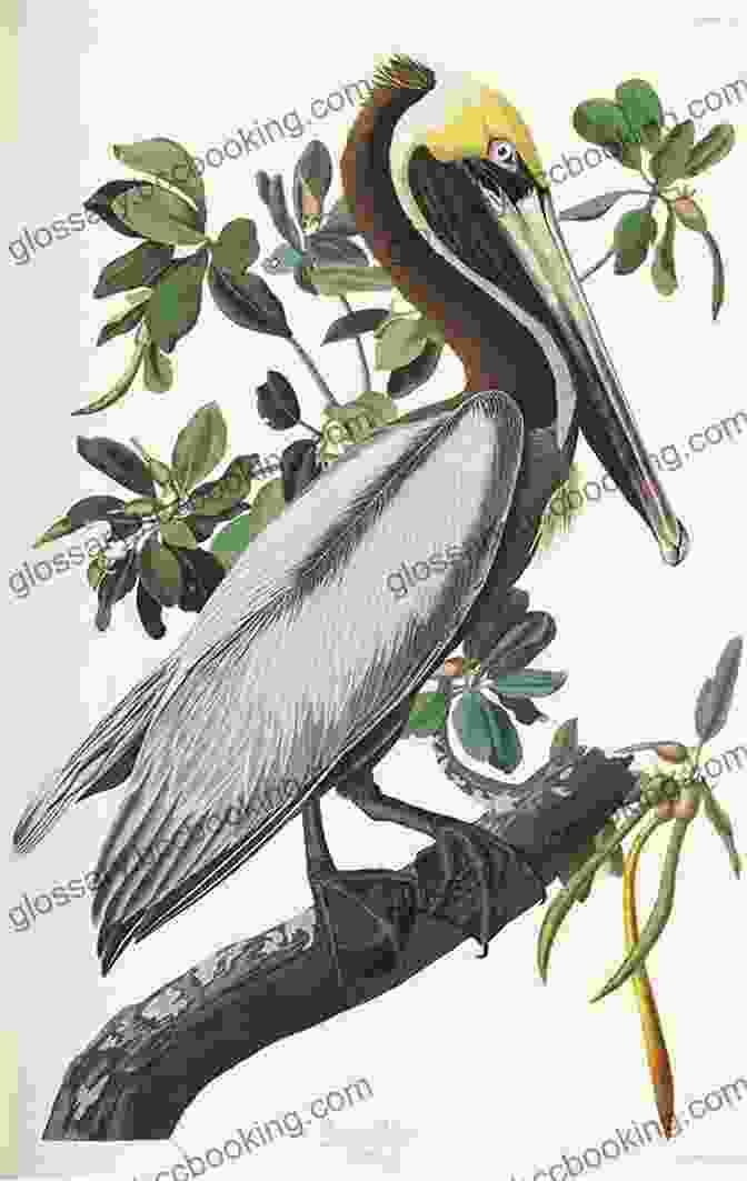 Illustration Of Birds From John James Audubon's Natural History: A Selection (Classics)