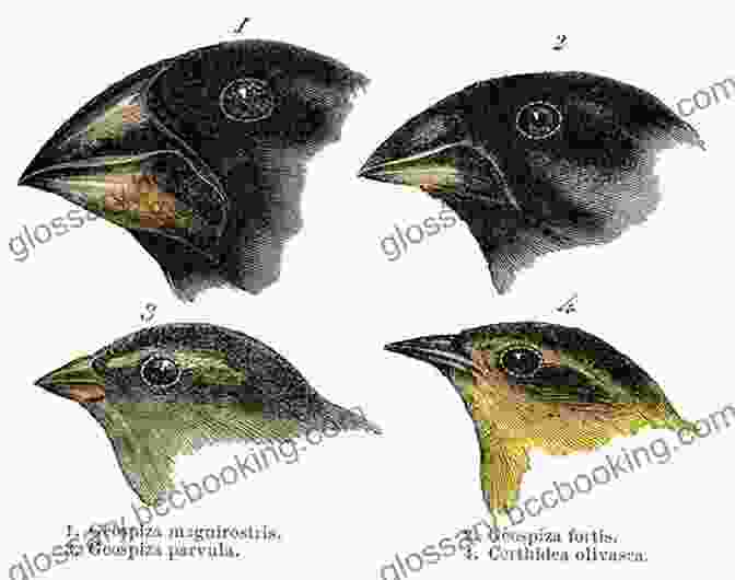 Illustration Of Darwin's Finches Demonstrating Natural Selection Natural History: A Selection (Classics)