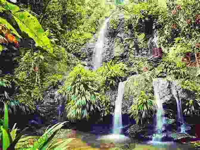Lush Rainforest In Trinidad And Tobago Barbados Trinidad And Tobago Travel Guide: How To Spend Your Trip In Barbados Trinidad And Tobago