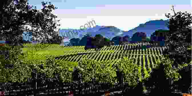 Lush Vineyards Amidst Rolling Hills In Napa Valley Napa: The Story Of An American Eden