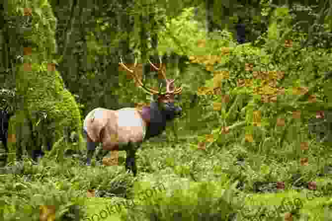 Majestic Elk Grazing In A Verdant Forest Within Olympic National Park A Landscape Photographer S Guide To Olympic National Park