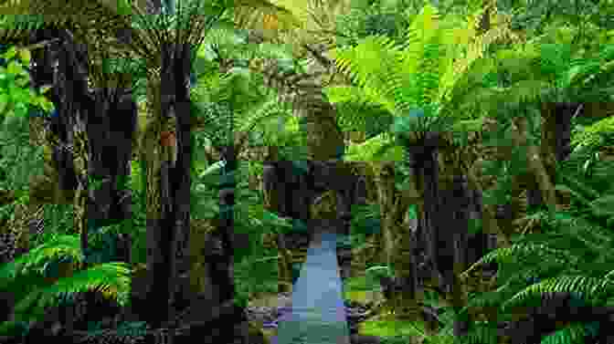 Photograph Of A Dense New Zealand Forest The Adventures Of Kimble Bent: A Story Of Wild Life In The New Zealand Bush