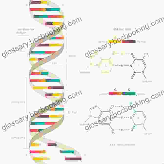 The Double Helix Structure Of DNA The Double Helix: A Personal Account Of The Discovery Of The Structure Of DNA